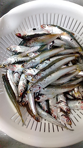 カタクチイワシの釣果