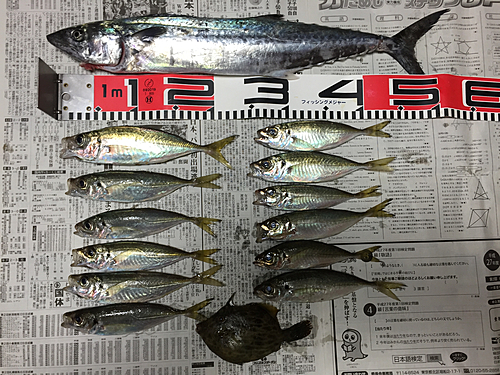 サゴシの釣果