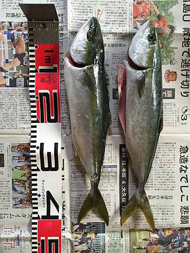 イナダの釣果