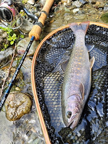 イワナの釣果