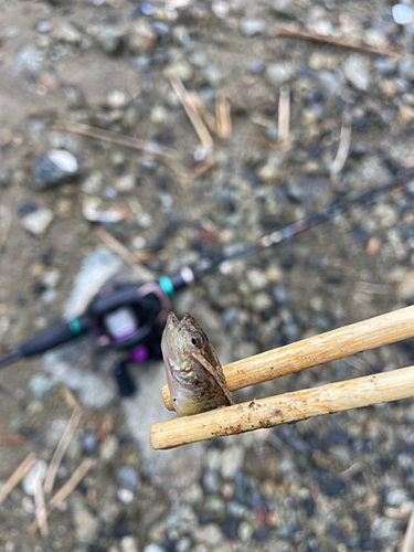 ビリンゴの釣果