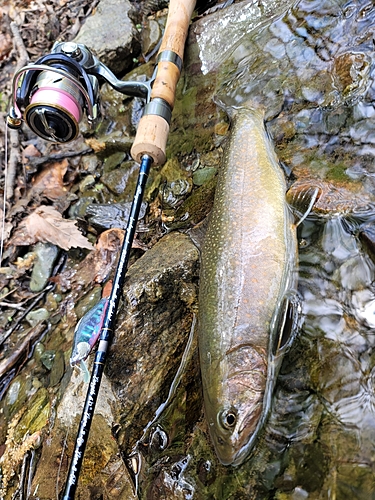 イワナの釣果