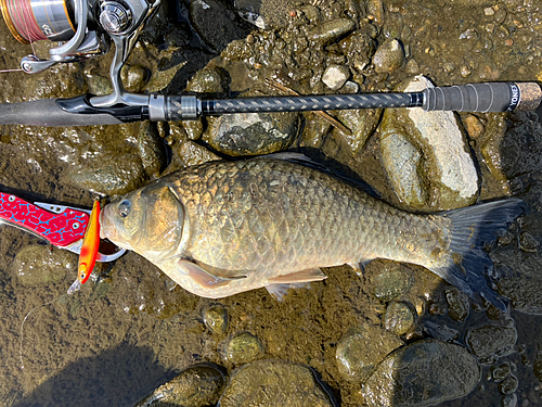 フナの釣果