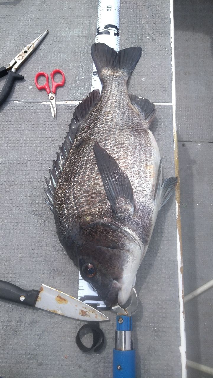 ちためっつさんの釣果 1枚目の画像