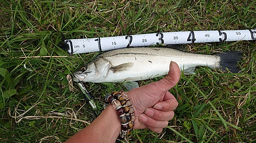 スズキの釣果