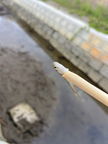 オイカワの釣果