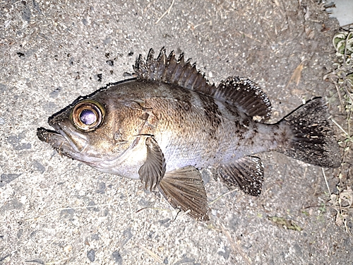 クロメバルの釣果