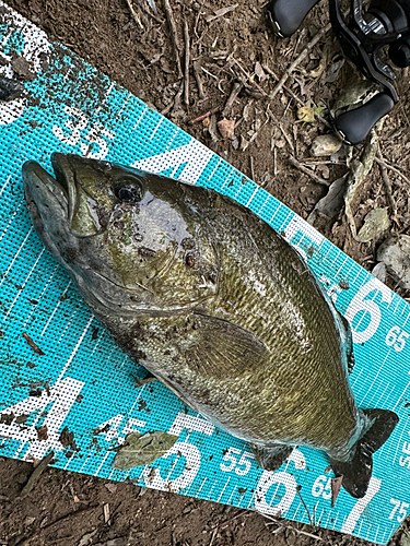 スモールマウスバスの釣果