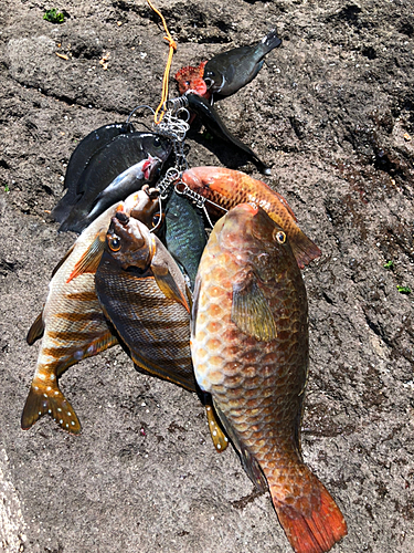 ブダイの釣果