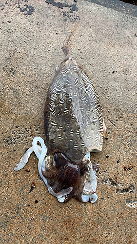 コウイカの釣果