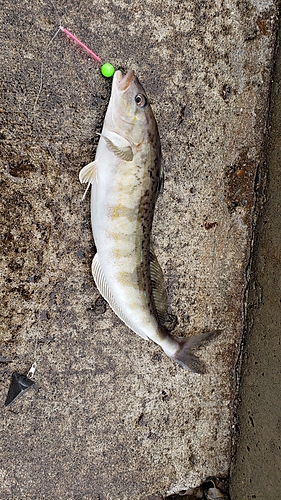 ホッケの釣果