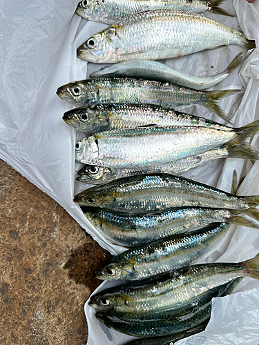 カタボシイワシの釣果