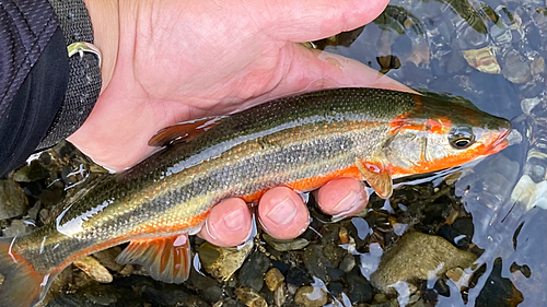 イワナの釣果