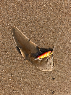 シタビラメの釣果