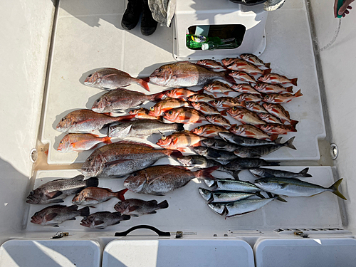 マダイの釣果