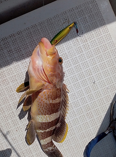 アオハタの釣果