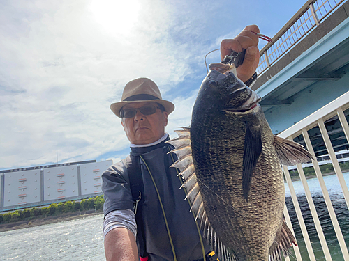 クロダイの釣果