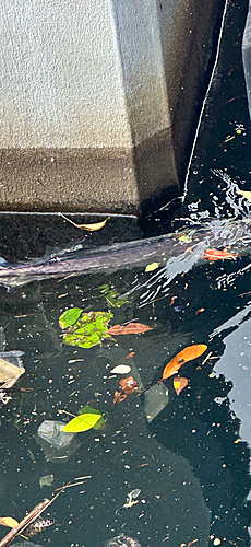 カマスの釣果