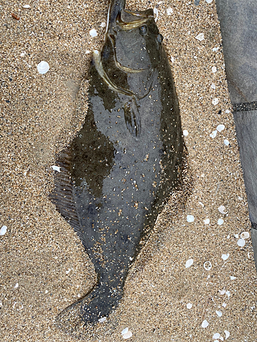 ヒラメの釣果