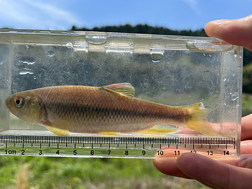 カワムツの釣果