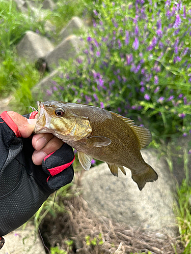 ラージマウスバスの釣果