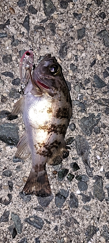 シロメバルの釣果