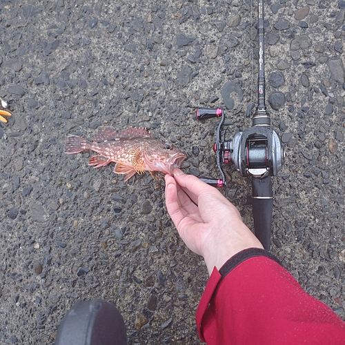 カサゴの釣果