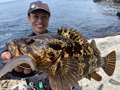 ベッコウゾイの釣果