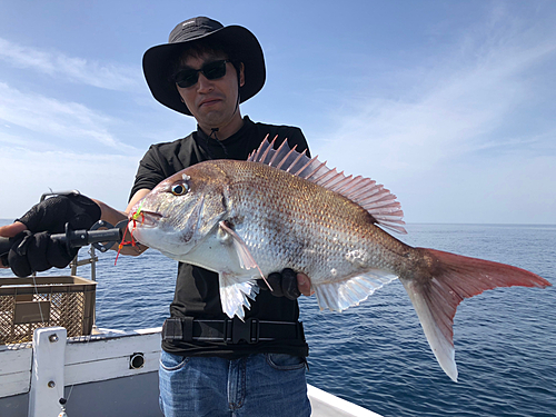 マダイの釣果