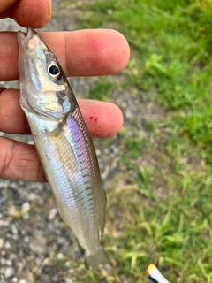 シロギスの釣果