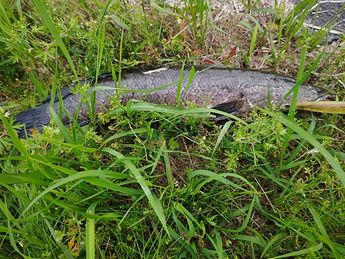 ライギョの釣果