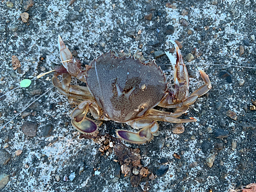 ヒラツメガニの釣果