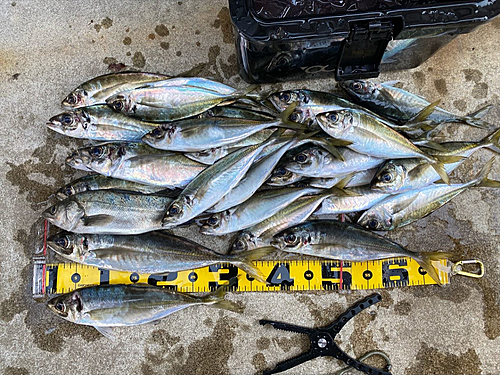 アジの釣果