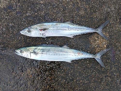 サゴシの釣果