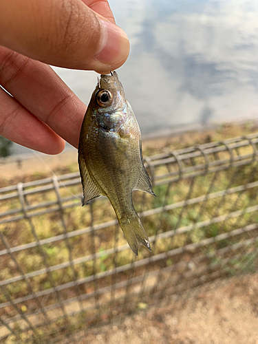 ブルーギルの釣果