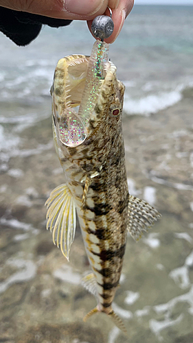 エソの釣果