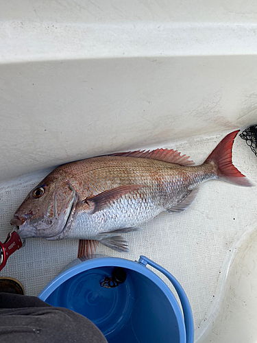 マダイの釣果