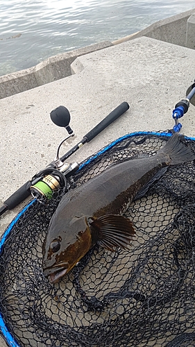 アイナメの釣果