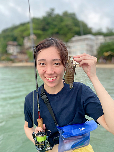 ハタの釣果