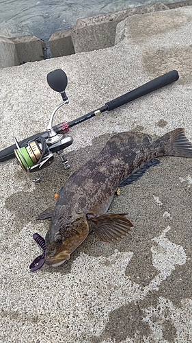 アイナメの釣果