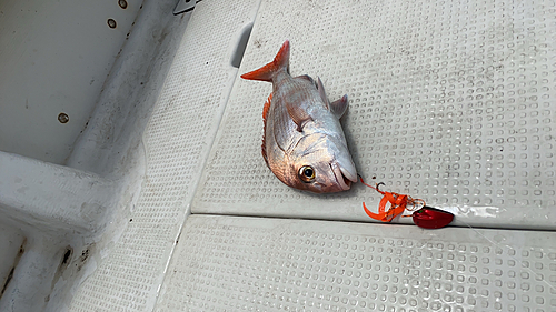 マダイの釣果