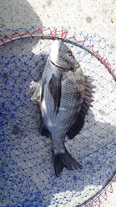 クロダイの釣果