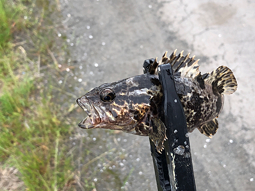 タケノコメバルの釣果