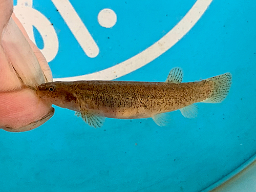 ホトケドジョウの釣果