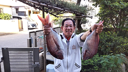 マダイの釣果