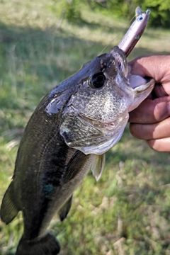 ラージマウスバスの釣果