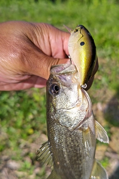 ラージマウスバスの釣果