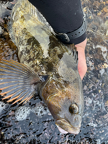 アイナメの釣果