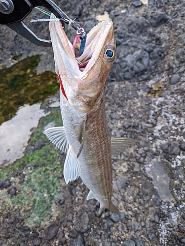 エソの釣果