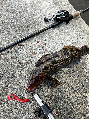 アイナメの釣果